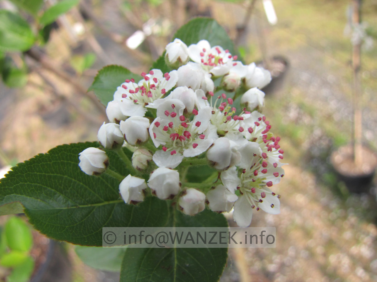 Aronia melanocarpa Viking - Bluete nah.JPG
